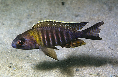 Aulonocara sp. 'chitande type masinje' Ntekete